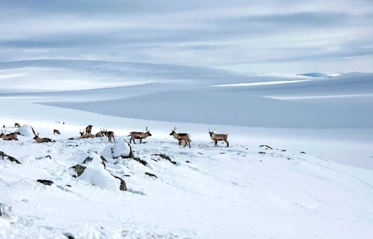 Laponsko: Příběh spících obrů (Duoddara máinnas), 2021 - fotogaléria