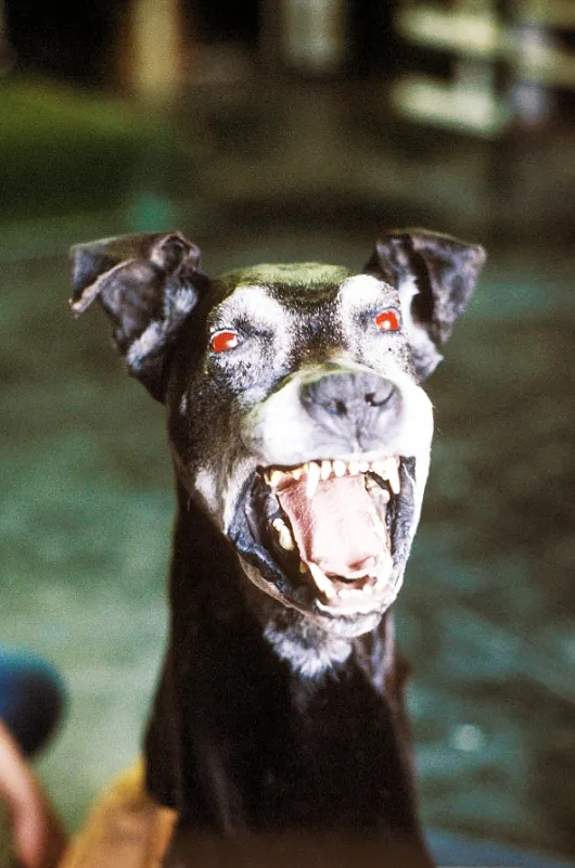 Sherlock Holmes: Pes baskervillský (The Hound of the Baskervilles), 1988 - fotogaléria