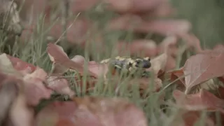 Mloci - vzor adaptability v přírodě