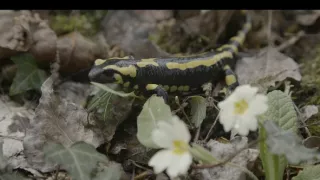 Mloci - vzor adaptability v přírodě
