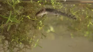 Mloci - vzor adaptability v přírodě