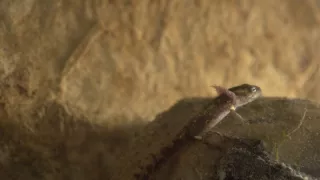 Mloci - vzor adaptability v přírodě