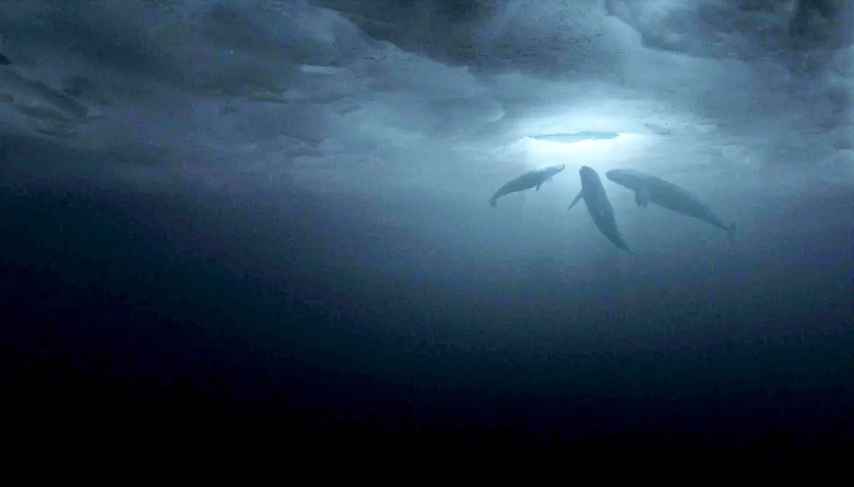 Veľký zázrak (Big Miracle) - fotogaléria
