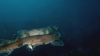 Příroda Walesu (2/2)