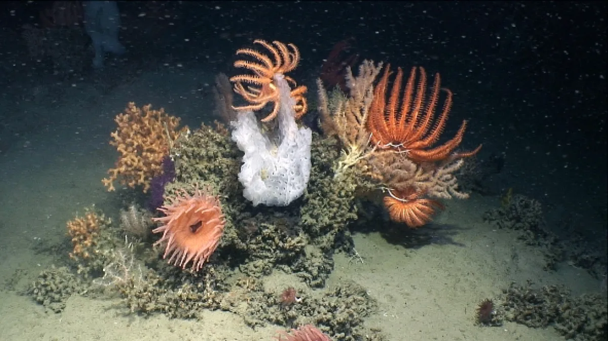 Hlubiny Atlantiku (Deep Atlantic), 2018 - fotogaléria