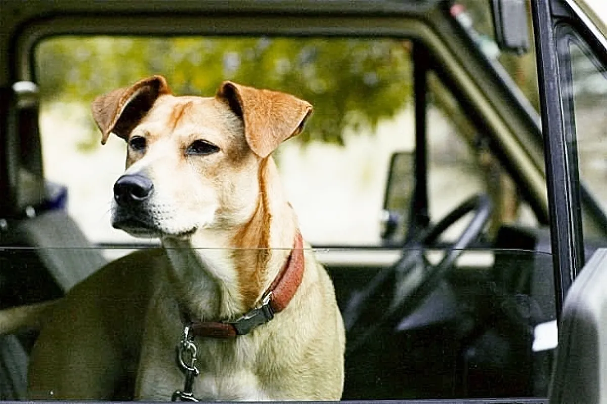 Wendy a Lucy, 2008 - fotogaléria