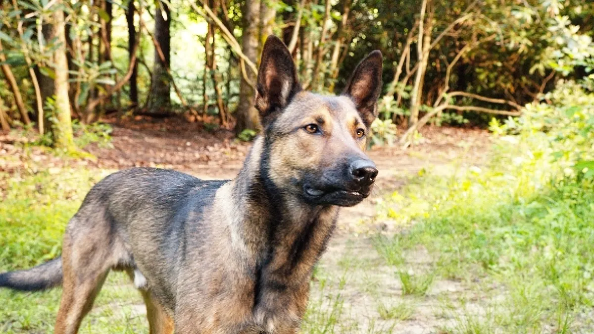Hrdina Max (Max), 2015 - fotogaléria