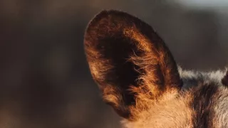 Dcery a synové divočiny (5/5)