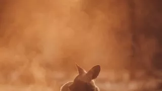 Dcery a synové divočiny (5/5)