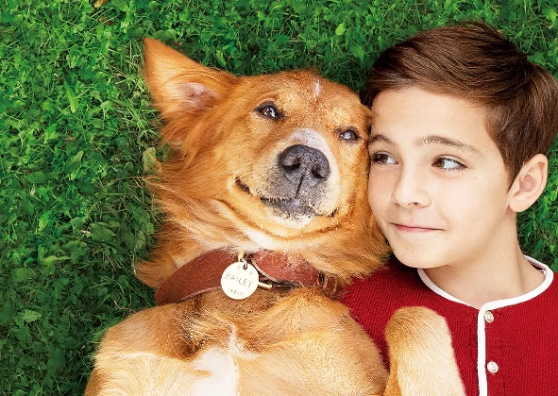 Psia duša (A Dog's Purpose), 2017 - fotogaléria