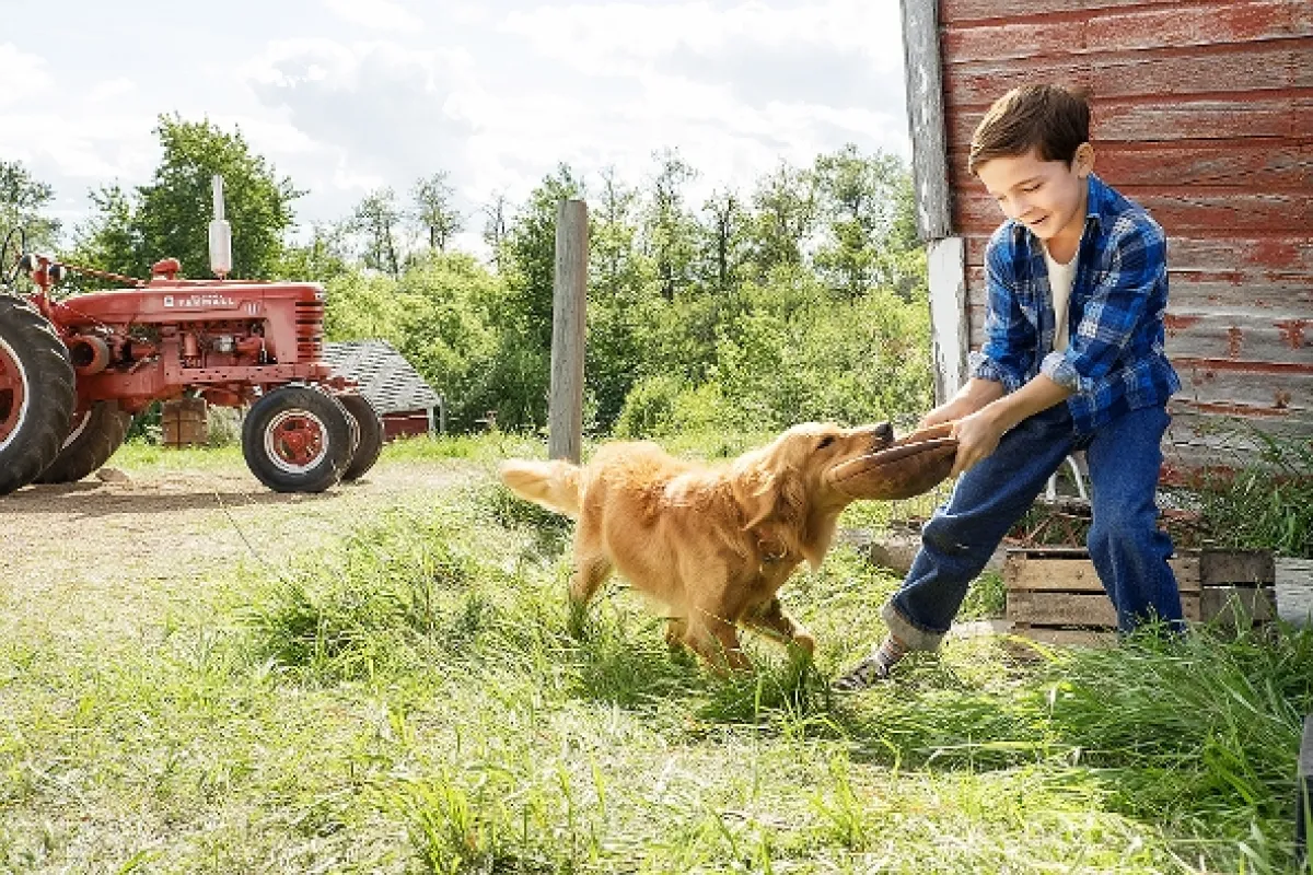 Psia duša (A Dog's Purpose), 2017 - fotogaléria