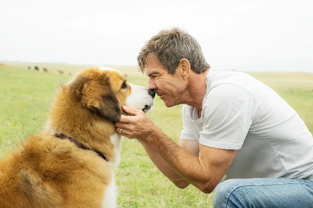 Psia duša (A Dog's Purpose), 2017 - fotogaléria
