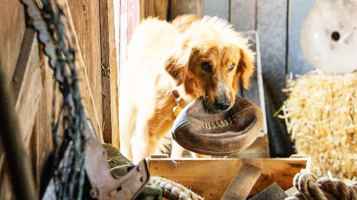 Psia duša (A Dog's Purpose), 2017 - fotogaléria