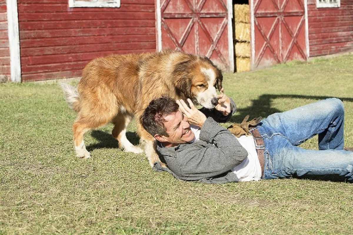 Psia duša (A Dog's Purpose), 2017 - fotogaléria