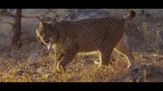 Divoké srdce Španělska