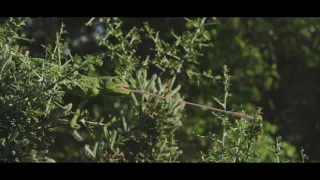 Divoké srdce Španělska