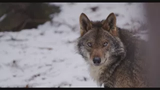 Divoké srdce Španělska