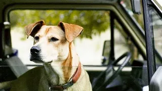 Wendy a Lucy