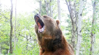 Grizzly zabijak