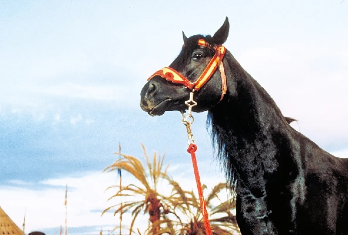 Návrat černého hřebce, 1983 - fotogaléria