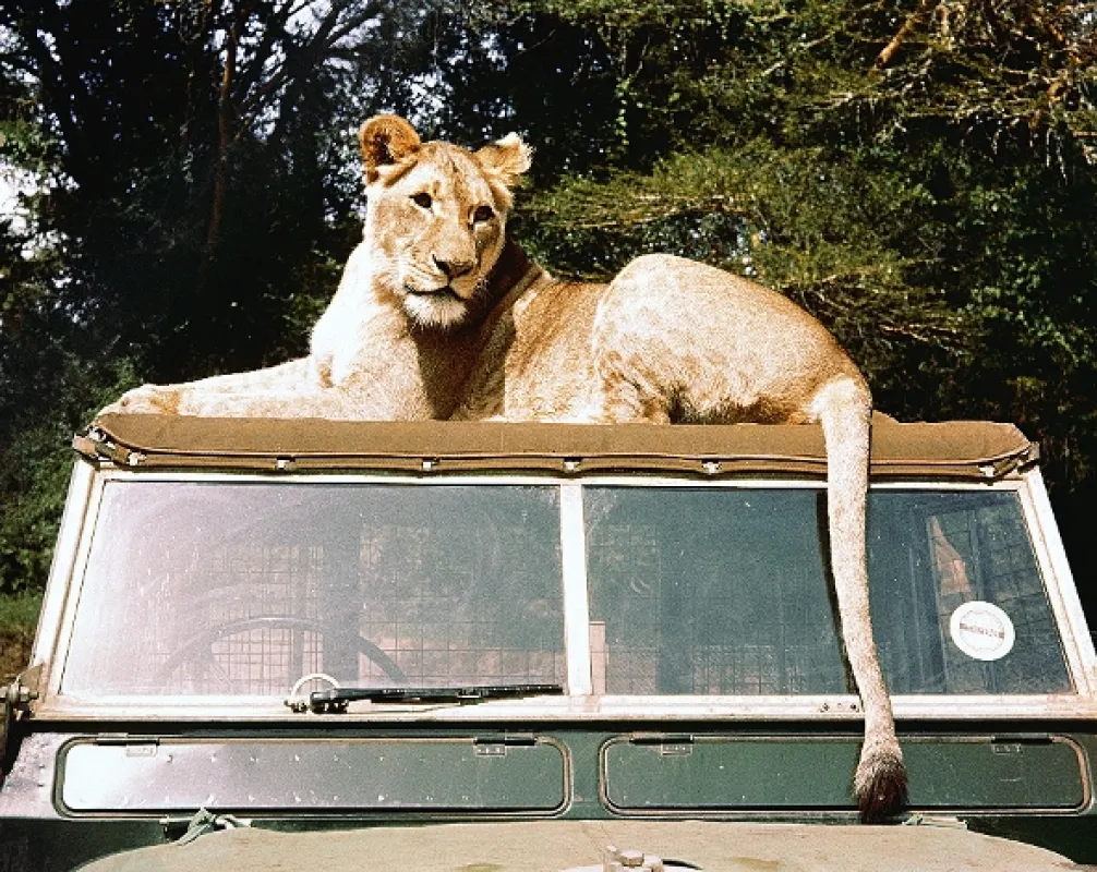 Volání divočiny (Born Free), 1966 - fotogaléria