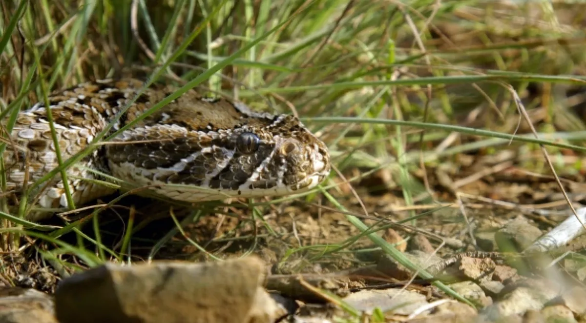 Zázračná planeta: Svérázné chování zvířat - fotogaléria