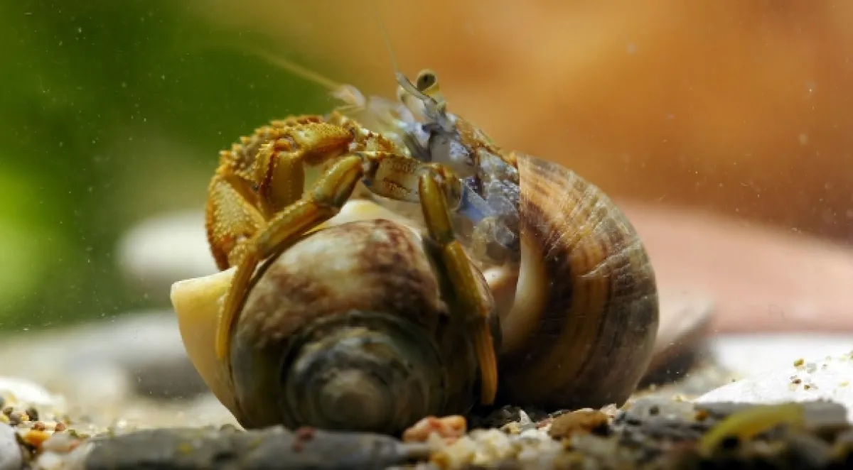 Zázračná planeta: Svérázné chování zvířat - fotogaléria