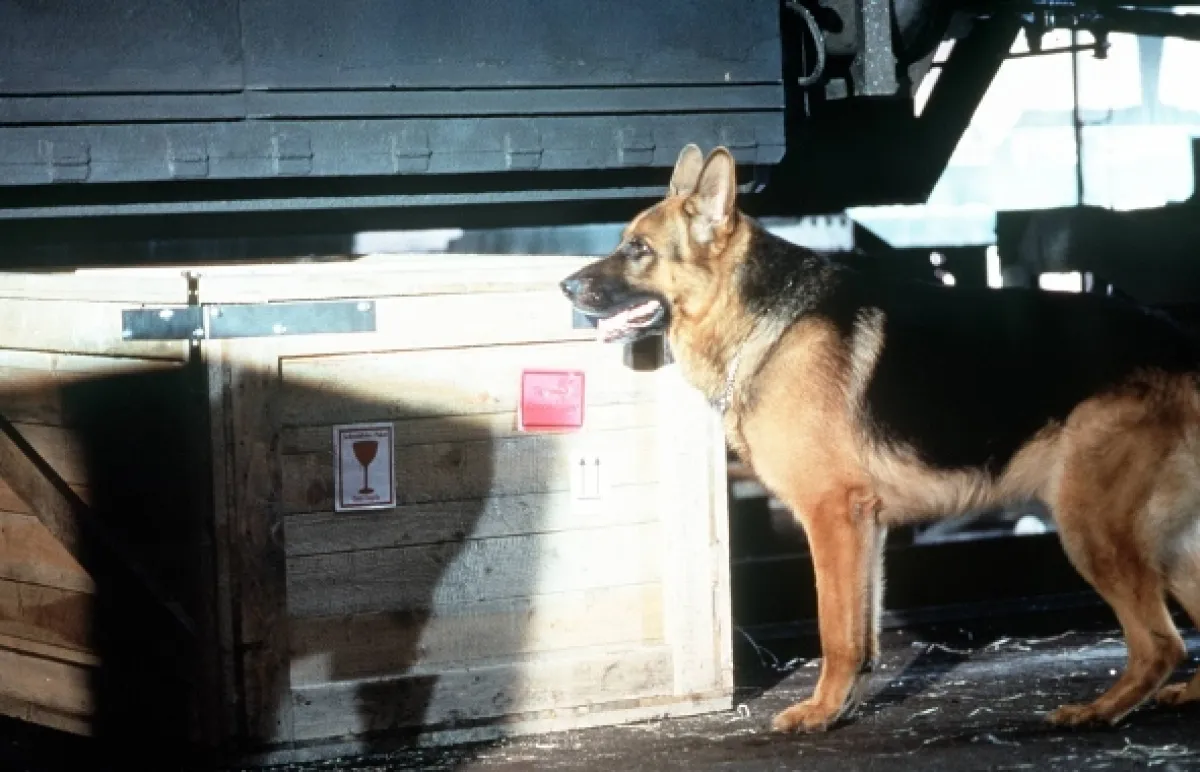 Rex felügyelő (Kommissar Rex V), 1999 - fotogaléria