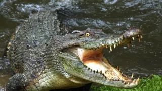 Zvířecí výzbroj (2)