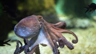 Zvířecí výzbroj (2)