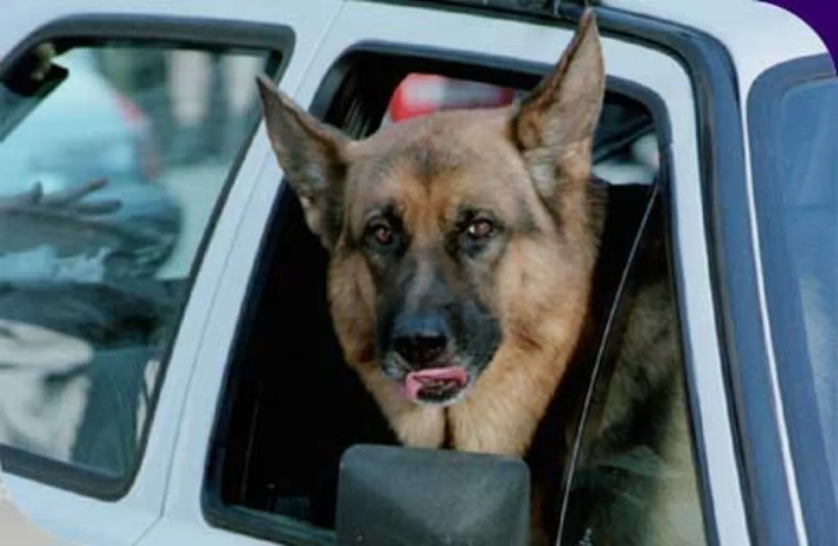 Komisař Rex (Kommissar Rex), 2002 - fotogaléria