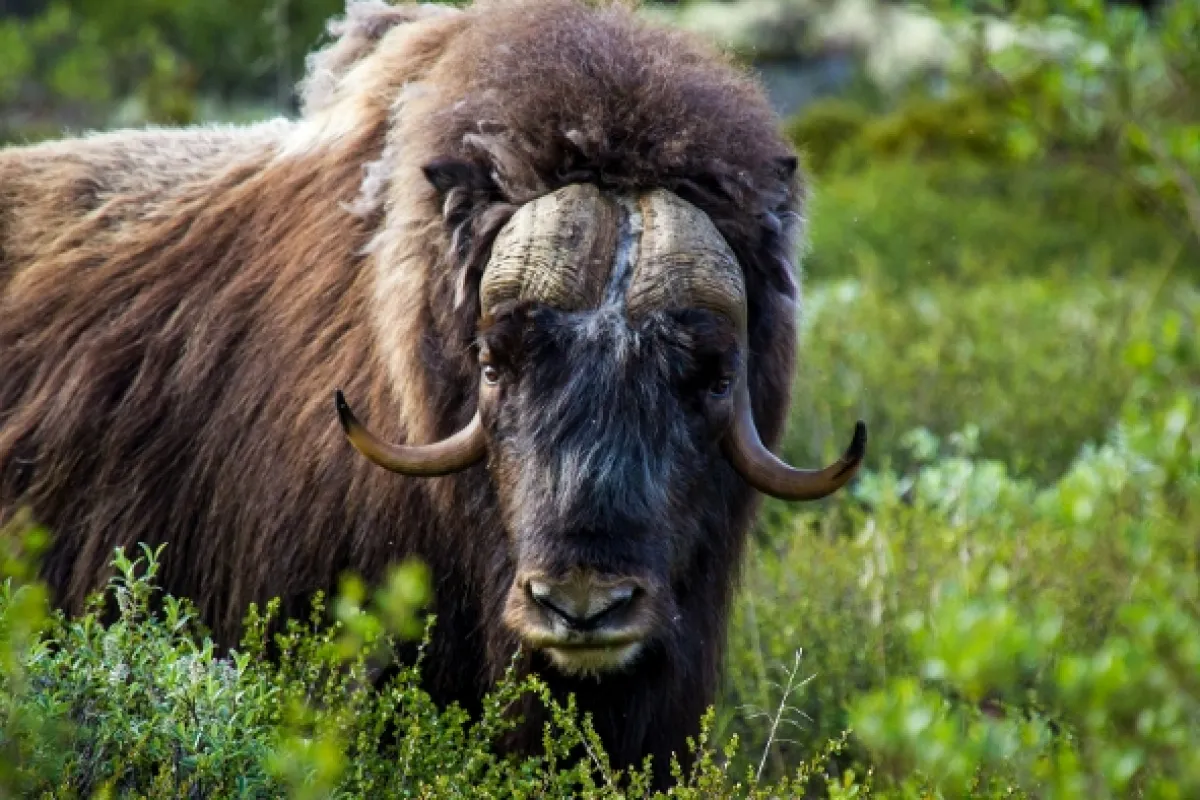 Norsko: Mezi fjordy a fjelly - fotogaléria