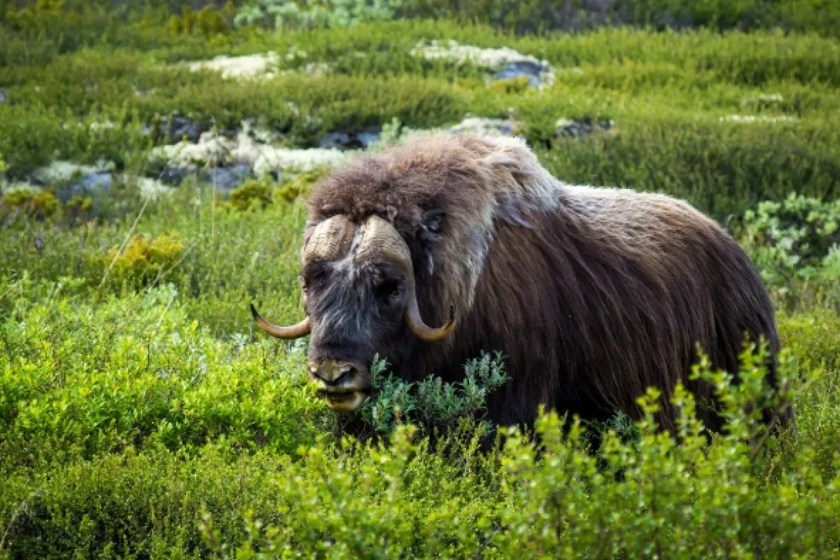 Norsko: Mezi fjordy a fjelly - fotogaléria