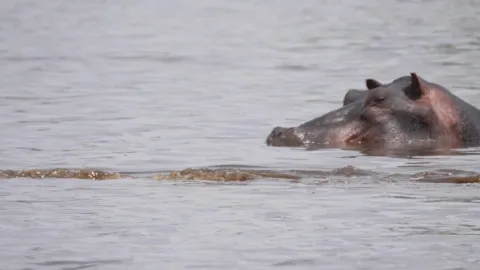 Moremi, království hrochů