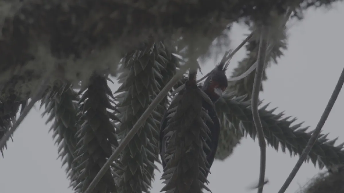 Kořeny života - fotogaléria