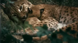 Vztahy a pouta v přírodě