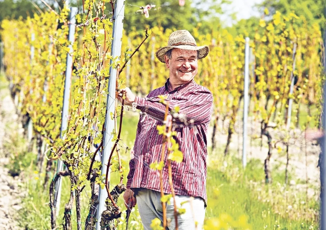 Vinaři, 2015 - fotogaléria