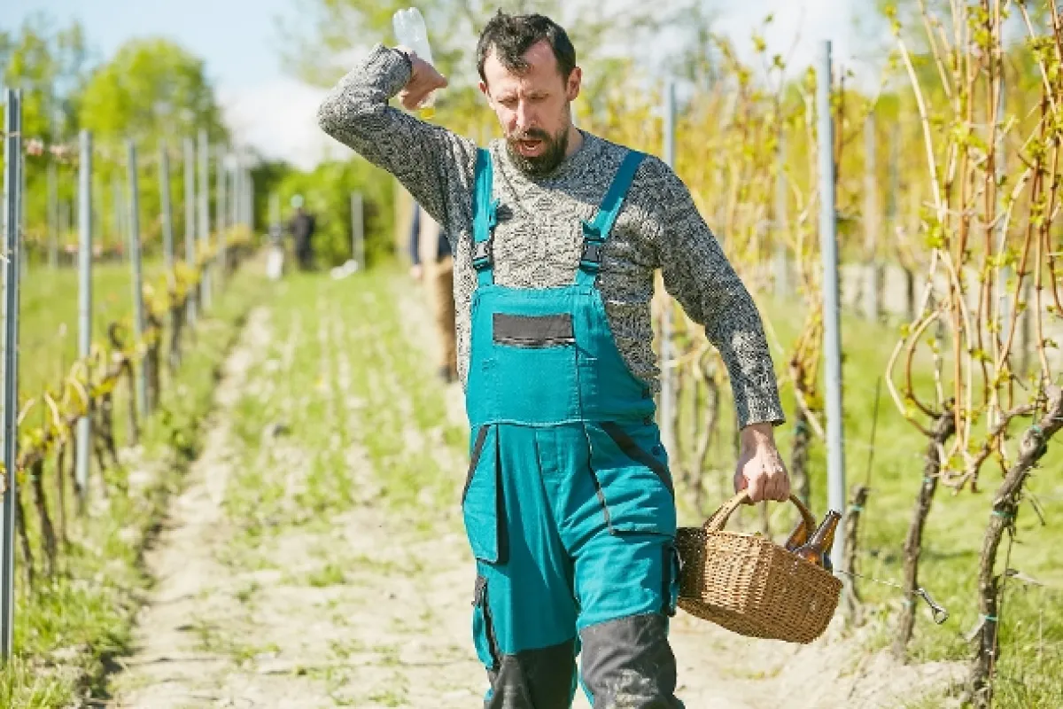Vinaři, 2015 - fotogaléria