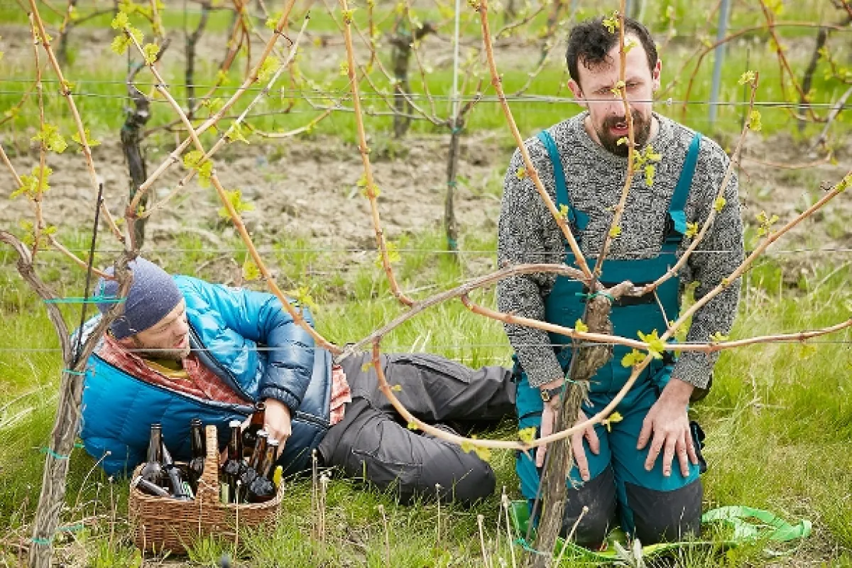 Vinaři, 2015 - fotogaléria