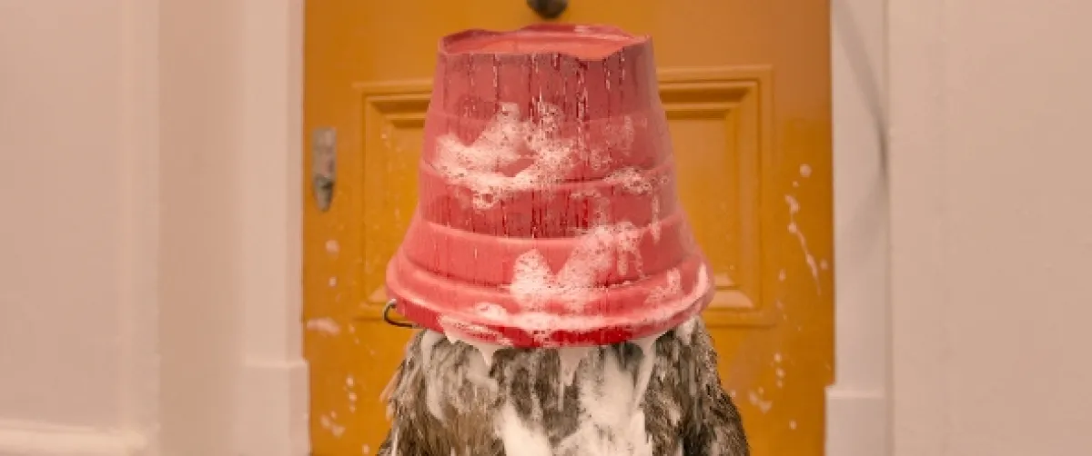 Paddington 2, 2017 - fotogaléria