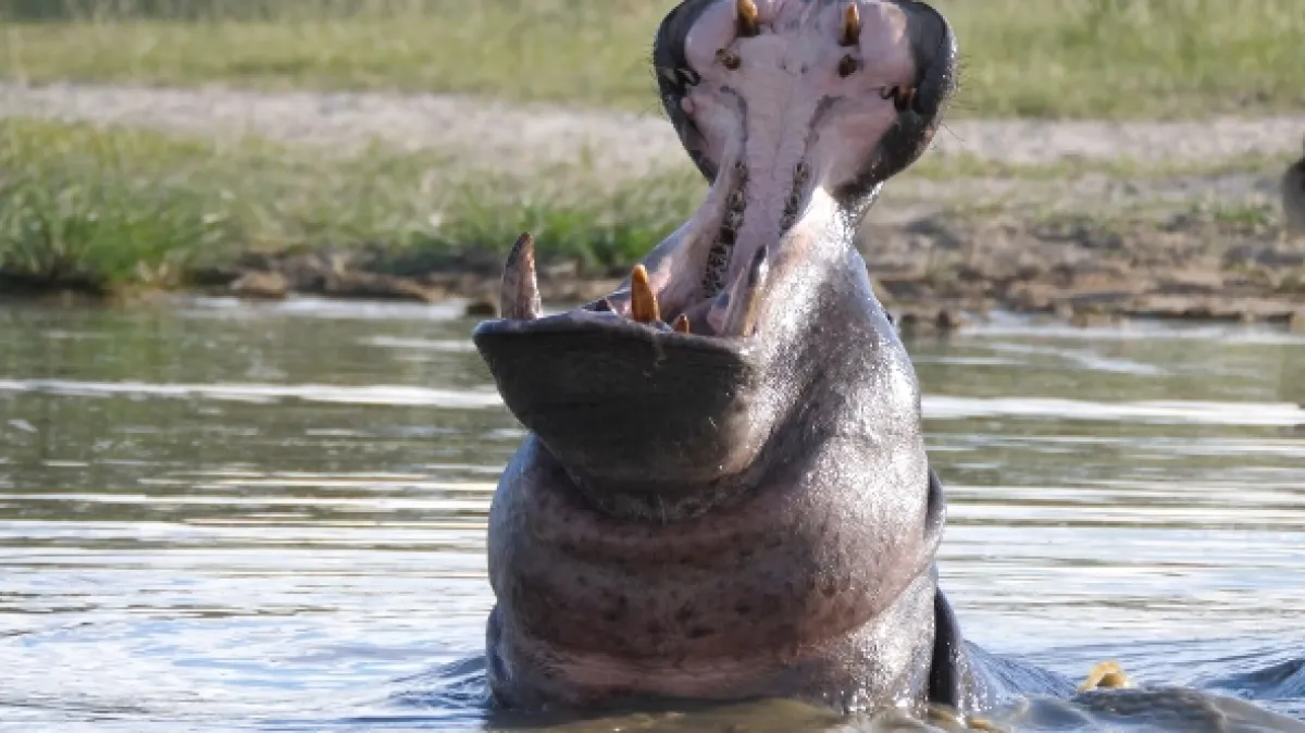 Moremi, království hrochů - fotogaléria