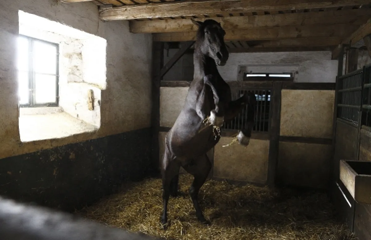 Rychlý jako vítr, 2013 - fotogaléria