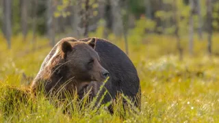 Divoká tvář Skandinávie