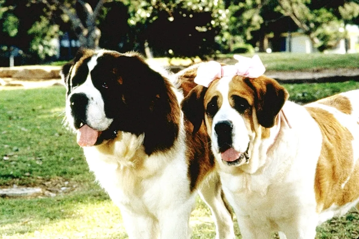 Beethoven 2 (Beethoven’s 2nd), 1993 - fotogaléria