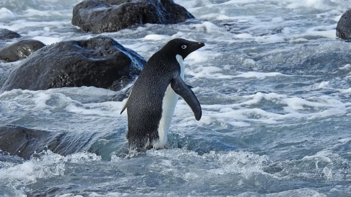 Zázraky Nového Zélandu (Neuseeland – Gletscher, Vulkane und Kiwis), 2019 - fotogaléria