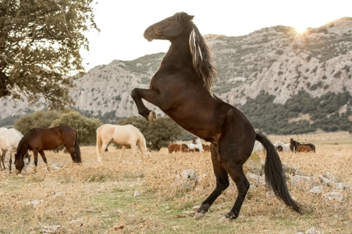 Víchor 3 (Ostwind - Aufbruch nach Ora/Windstorm and the Wild Horses)), 2017 - fotogaléria