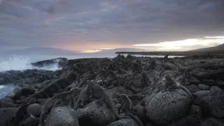 Veľká životná cesta Davida Attenborougha