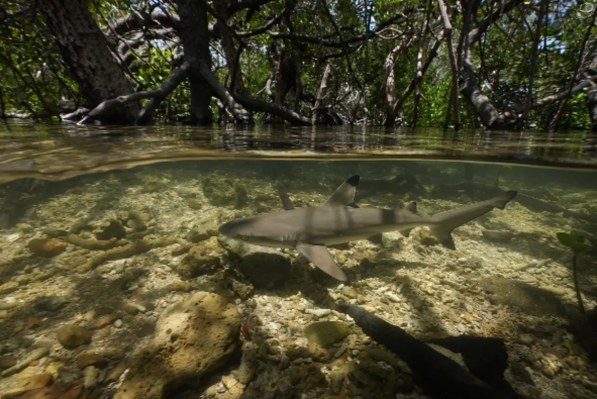 Žraločí batolata (Baby Sharks), 2022 - fotogaléria