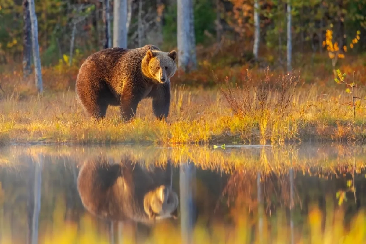Divoká tvář Skandinávie (Wild Faces of Scandinavia), 2025 - fotogaléria