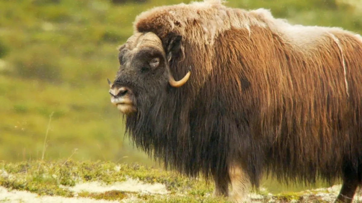Divoká tvář Skandinávie (Wild Faces of Scandinavia), 2025 - fotogaléria
